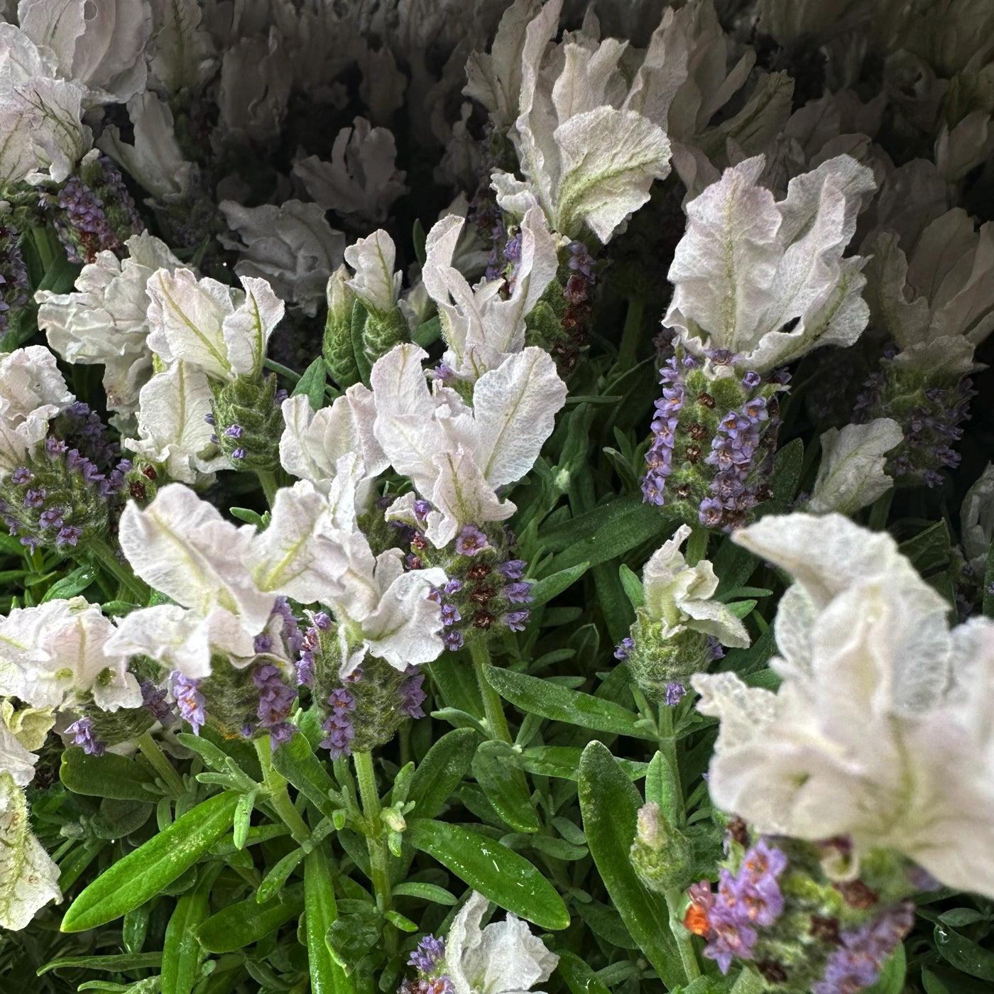 Lavanda stoechas bianca in fiore con foglie chiare e foglie grigio-verdi, pianta profumata ideale per bordure e vasi in pieno sole.

