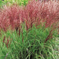 Miscanthus sinensis 'Flamingo' è un'erba ornamentale caratterizzata da foglie lunghe e sottili con una distintiva striscia centrale bianca crema o rosa argentea. Durante l'estate produce piume piumose color rosa che svettano sopra il fogliame. È adatta per bordure e piantagioni di massa, richiede pieno sole o ombra parziale e un terreno ben drenato. È una pianta resistente alla siccità una volta stabilita e richiede una potatura annuale a fine inverno o inizio primavera.