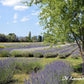 Olio essenziale di lavanda, olio essenziale di lavanda italiana, olio essenziale di lavanda prodotto in Italia, olio essenziale di lavanda prezzo, olio essenziale di lavanda per la pelle, olio essenziale di lavanda vendita,  olio essenziale lavanda, olio essenziale lavanda usi, olio essenziale di lavanda sulla pelle