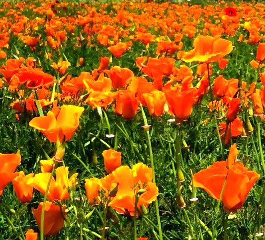 papavero della California, papaveri della California, campi di papaveri da visitare. coltivazione papaveri, papavero Californiano, escolzia, festa dei papaveri, campi di papaveri, piante perenni vendita online, vivaio online, vivaio papaveri, vendita semi di papavero, papaveri arancioni, papaveri bianchi, escolzia, vendita escolzia, Eschscholzia californica, Papaveri della California, campi di papaveri da visitare