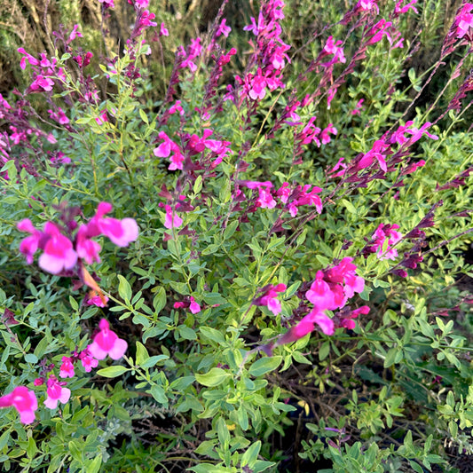 La Salvia 'Icing Sugar' in vendita è una varietà perenne ornamentale. Fiorisce abbondantemente dalla primavera all'autunno e ha foglie aromatiche di colore verde. È ideale per giardini soleggiati e bordure, attirando impollinatori come api e farfalle. Resistente e facile da coltivare, tollera bene climi caldi e asciutti.