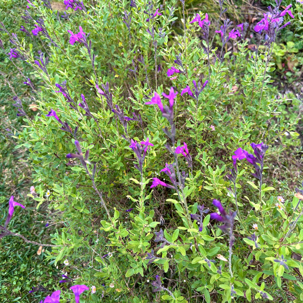 Salvia microphylla ‘Viola di Milano’, pianta ornamentale rifiorente dai fiori viola intensi