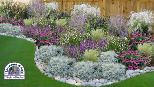 vendita piante online  vendita aiuole  programmi per progettare giardino  progetto giardino online”  progetti piccoli giardini online  progetti piccoli giardini  progetti per piccoli giardini  progetti per giardino”  progetti per giardino online”  progetti per giardino gratis”  progetti gratis  progetti giardino online  progetti giardino gratis”  progetti giardino con salvie  progetti giardino