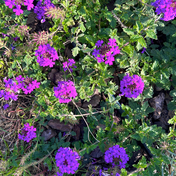 Verbena canadensis ‘Homestead Purple’ in fiore, tappezzante perenne viola per bordure soleggiate