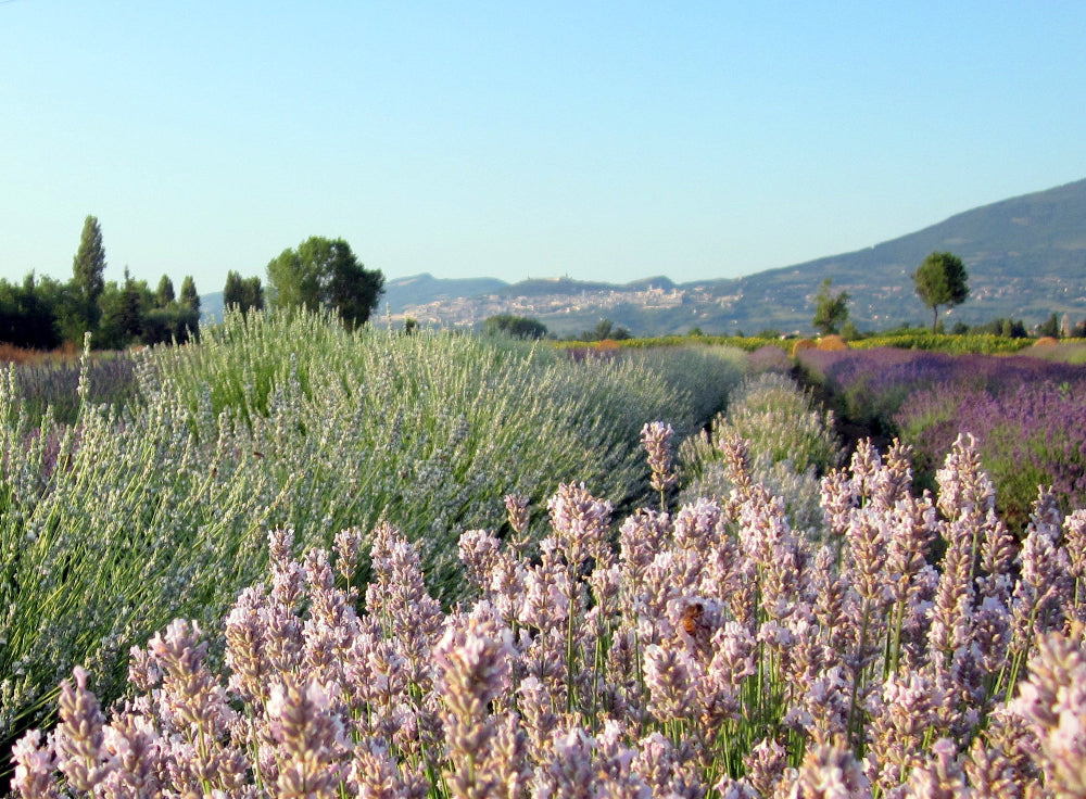 Campi di lavanda in Italia, eventi in Umbria giugno e luglio, parco della lavanda Italia