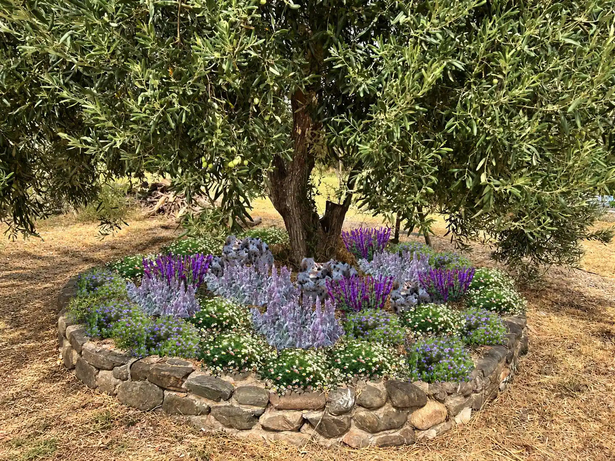 Aiuola sotto ulivo con fiori e piante perenni, kit 27 piante per creare un’aiuola ulivo con sassi e bordura