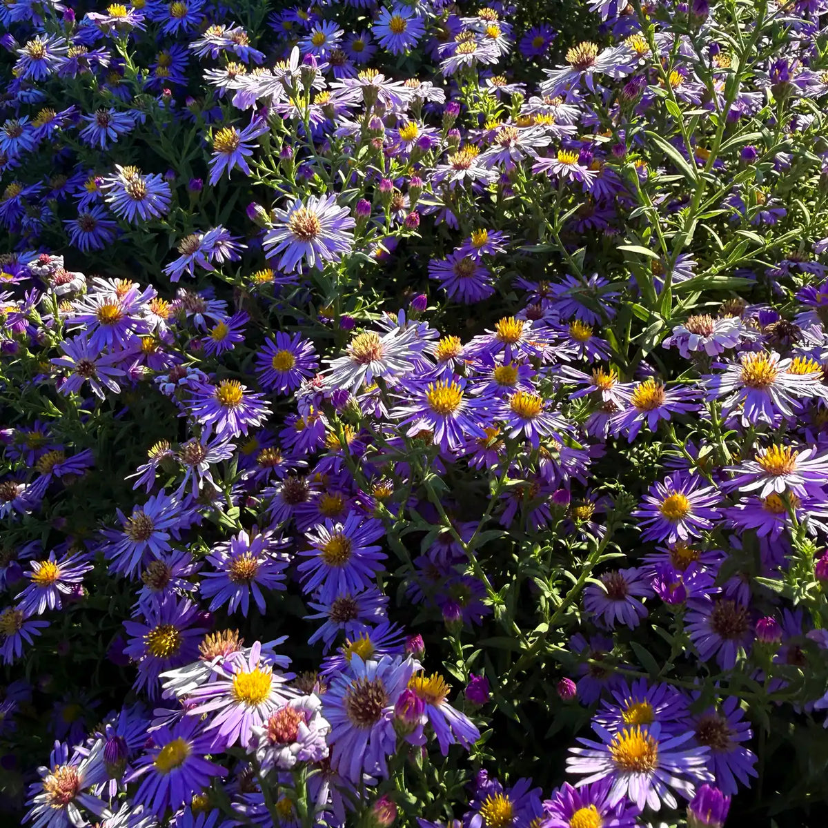 Aster dumosus Professor Anton Kippenberg con fiori viola azzurri, pianta perenne a fioritura autunnale per aiuole, bordure e vaso