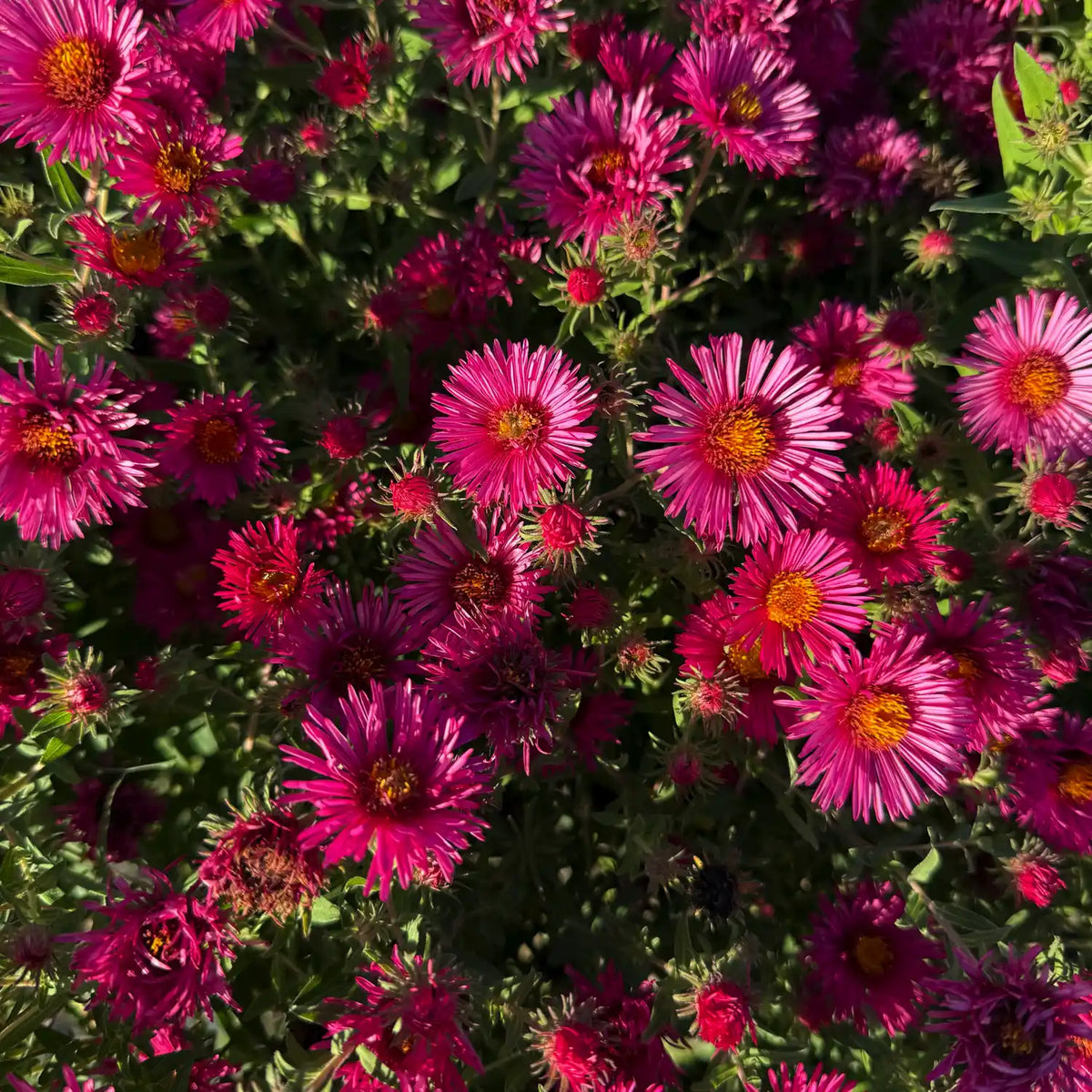 Aster dumosus Wood's Purple con fiori viola intenso, pianta perenne a fioritura autunnale per aiuole, bordure e vaso