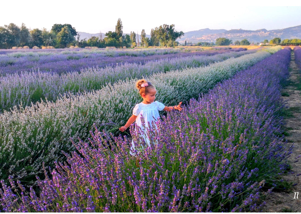 Visitare i campi di lavanda in Italia, dove vedere la fioritura in Italia, vedere i campi di lavanda in Provenza