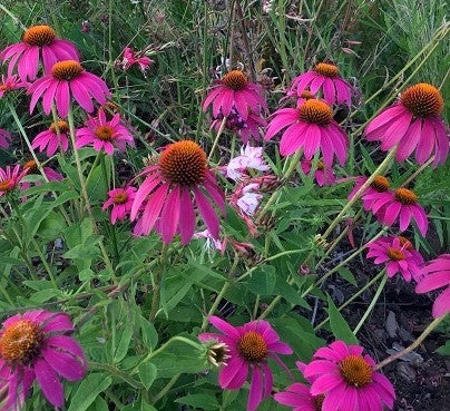 vendita echinacea purpurea, echinacee vendita online, echinacea pianta vendita, Vivaio piante online, 