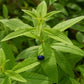 erba luigia pianta aromatica cedrina coltivazione profumo limone foglie aromatiche giardino balcone vendita piante online