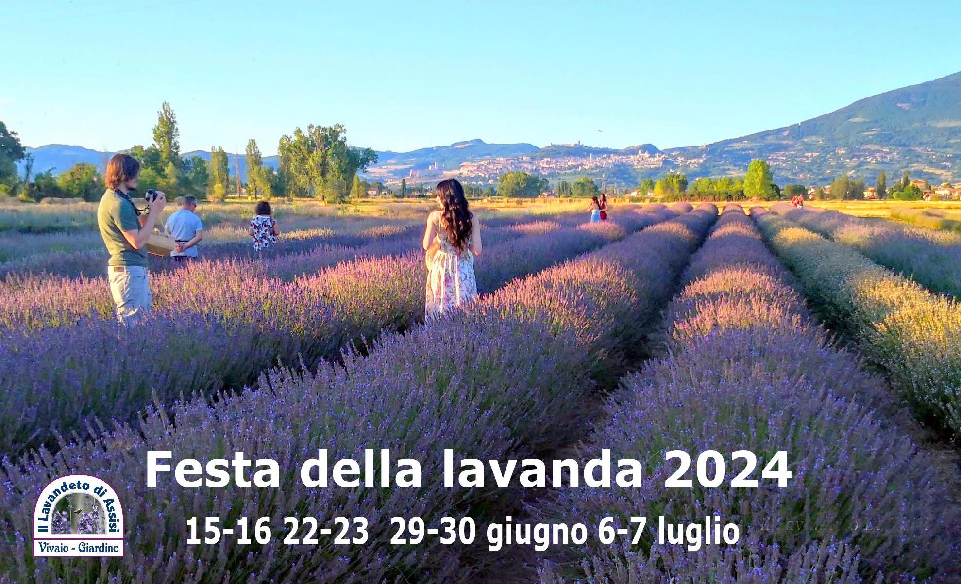 Festa della lavanda. festa della lavanda 2024, festa della lavanda in Italia, Campi di lavanda in Italia, lavanda, lavandeto, Il Lavandeto, un lavandeto