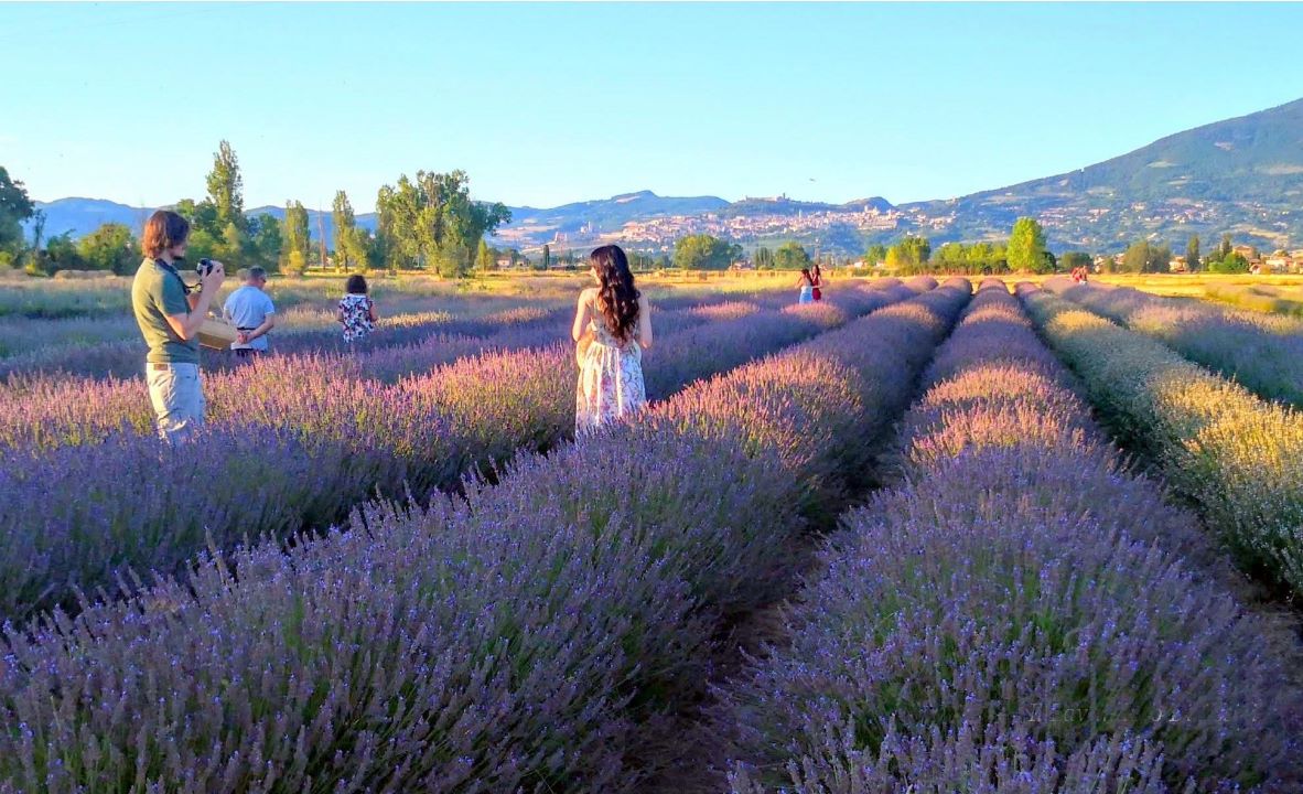 vendita lavanda, vendita piante di lavanda, festa della lavanda, eventi in Umbria, eventi Assisi, eventi Perugia, eventi all' aperto in Umbria. eventi in Umbria giugno, eventi in Umbria luglio, manifestazioni in Umbria giugno e luglio 2026