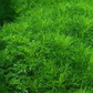 finocchietto selvatico pianta aromatica foeniculum vulgare foglie piumose coltivazione orto giardino vaso aromatiche