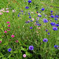 Fiordaliso pianta (Cyanus segetum) in fiore con corolle blu, pianta da giardino rustico per bordure e fiori recisi.