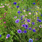 Fiordaliso pianta (Cyanus segetum) – Fiore blu rustico da giardino