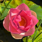 Fiore di Loto Nelumbo nucifera, pianta acquatica con grandi fiori rosa profumati