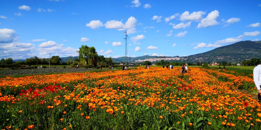 papaveri della California, papavero Californiano, escolzia, Eschscholzia californica, papaveri vendita, dove acquistare i papaveri, piante perenni vendita online, vivaio online, vivaio papaveri, vendita semi di papavero, papaveri arancioni, papaveri bianchi, escolzia, vendita escolzia, Papaveri della California, festa dei papaveri, festa di primavera, campi di papaveri in Italia, dove vedere campi di papaveri, foto sui campi di papaveri, fotografare i papaveri, dove fotografare  papaveri