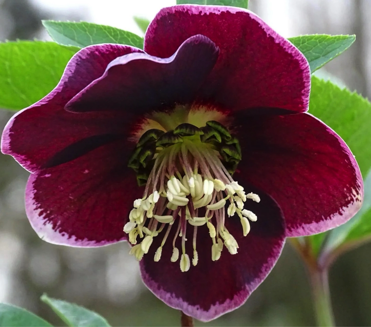 Helleborus orientalis Magic Aubergine con fiori viola scuro color melanzana, elleboro perenne a fioritura invernale per giardino e balcone.
