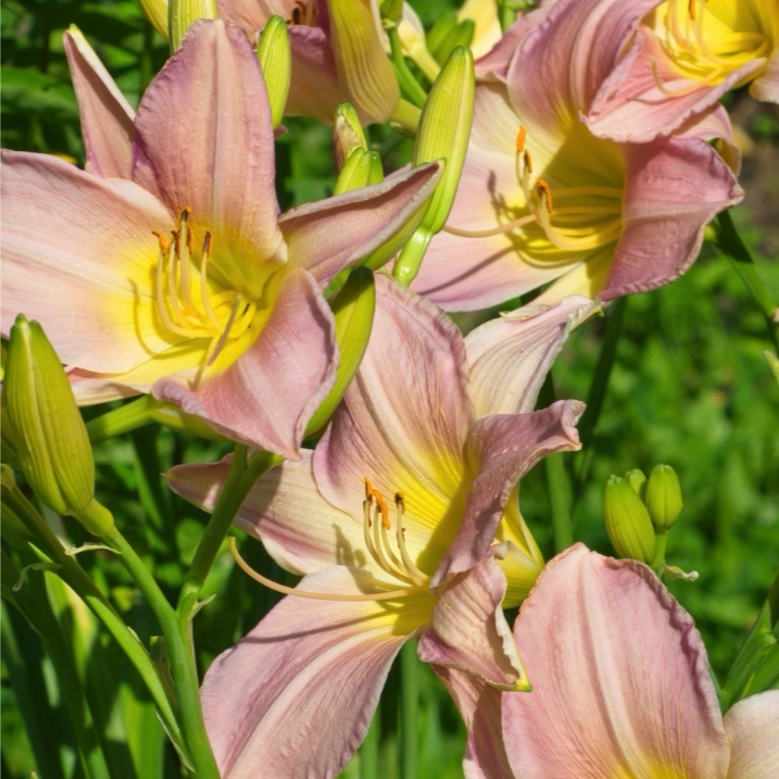 Hemerocallis Catherine Woodbury emerocallide con grandi fiori rosa da giardino