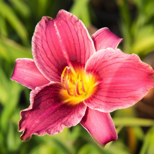 Hemerocallis Little Missy emerocallide nana con fiori rosa da giardino