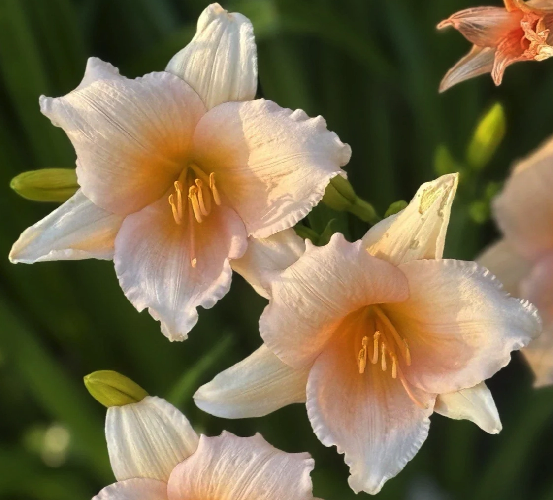 Hemerocallis Mini Pearl emerocallide compatta con fiori rosa da giardino