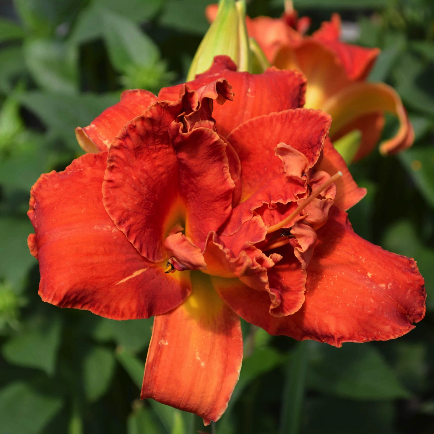 Hemerocallis Moses Fire emerocallide con grandi fiori rosso intenso da giardino