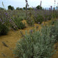 lavanda offerta, lavanda vendita online, vivaio lavanda, lavanda in vaso, vendita lavanda, lavanda vendita. piante di lavanda, 