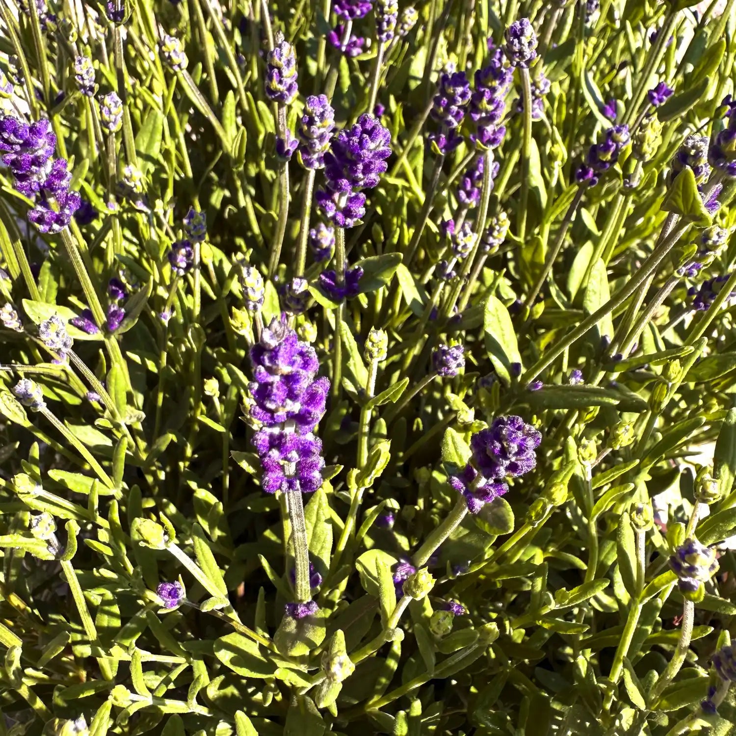 lavandula angustifolia blue scent lavanda inglese fiori viola blu pianta aromatica giardino mediterraneo