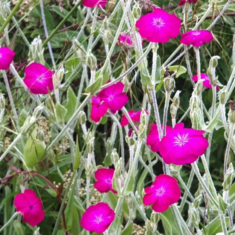 Lychnis coronaria pianta perenne con fiori fucsia e fogliame argenteo