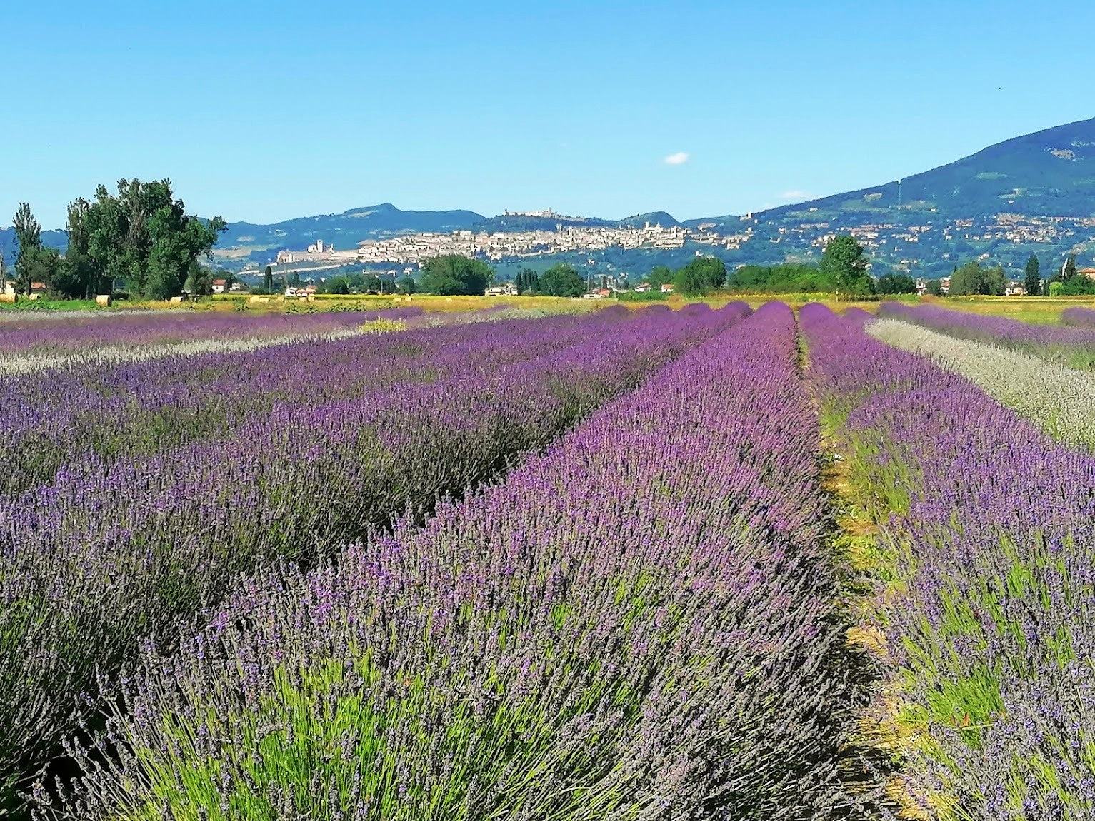 mazzi di lavanda freschi da spedire, lavanda fresca viola mazzi