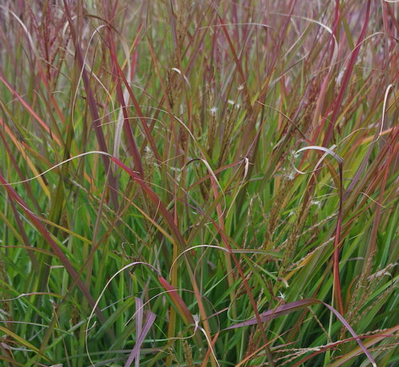 Miscanthus sinensis ‘Purple Fall’, graminacea ornamentale con foglie rosso-porpora autunnali e spighe argento-ramate eleganti