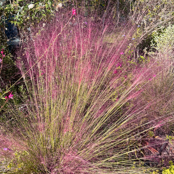 La Muhlenbergia capillaris in vendita, muhlenbergia capillaris vendita online, o erba delle nebbie rosa, è una pianta ornamentale perenne caratterizzata da soffici pennacchi rosa-violacei che fioriscono in autunno, creando un effetto vaporoso. Cresce fino a 90 cm in altezza e larghezza, preferisce posizioni soleggiate e terreni ben drenati. È resistente alla siccità e molto apprezzata per il suo impatto estetico nei giardini.