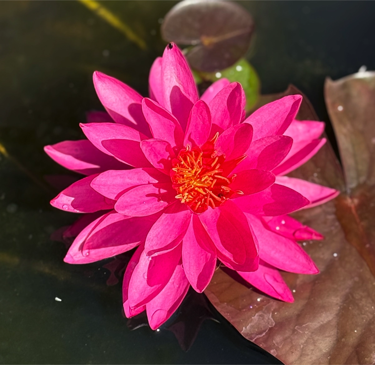 Ninfea ‘Mayla’, Ninfea ‘Mayla vendita online, la nymphaea Mayla è una varietà rustica con fiori rosa fucsia grandi e profumati, venduta online come rizoma, in vivaio anche in vaso ideale  per laghetti e vasche ornamentali.