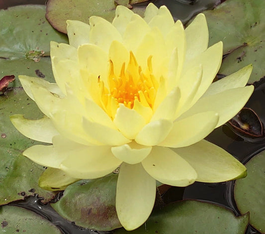 Ninfea 'Yellow Sensation', nymphaea Yellow Sensation,  Vendita ninfee, vendita piante per laghetto. La ninfea 'Yellow Sensation'  è  una pianta acquatica rustica con grandi fiori gialli, venduta  online a  rizoma, in vivaio anche in vaso 18 o 20 cm.  Le ninfee yellow sensation sono adatte sia  per laghetti  che per  vasche ornamentali.