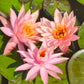 ninfea colorado, nymphaea colorado, vendita ninfee online, vendita nymphaee online. vendita piante acquatiche, 