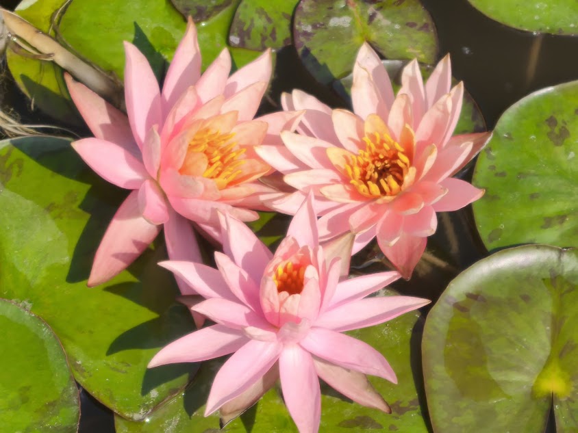 ninfea colorado, nymphaea colorado, vendita ninfee online, vendita nymphaee online. vendita piante acquatiche, 