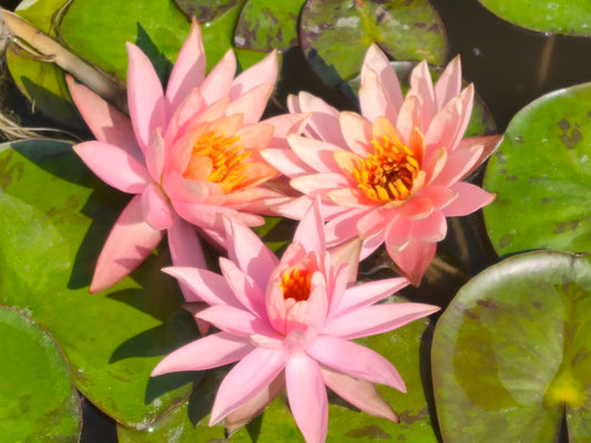 ninfea colorado, nymphaea colorado, vendita ninfee online, vendita nymphaee online. vendita piante acquatiche, 