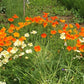 papavero della California, papavero Californiano, papaveri della California vendita,  escolzia, Eschscholzia californica, piante perenni vendita online, vivaio online, vivaio papaveri, vendita semi di papavero, papaveri arancioni, papaveri bianchi,  escolzia, vendita escolzia, Papaveri della California