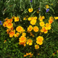 papaveri della California, papaveri californiano, vendita semi di papavero, papaveri vendita, vendita papavero, festa dei papaveri, vendita papaveri,  vendita erbacee perenni, Eschscholzia californica