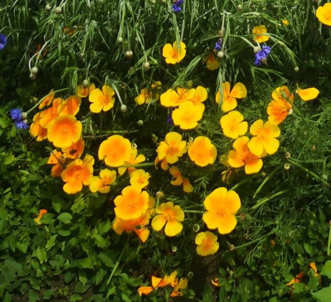 papaveri della California, papaveri californiano, vendita semi di papavero, papaveri vendita, vendita papavero, festa dei papaveri, vendita papaveri,  vendita erbacee perenni, Eschscholzia californica
