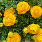 Buttercup