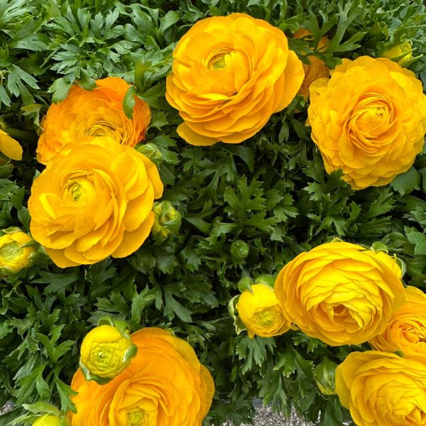 Buttercup