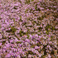 Timo Serpillo in fiore, timo vendita online, piante aromatiche vendita online, pianta tappezzante con fiori rosa e foglie profumate, ideale per bordure, aiuole e giardini rocciosi.