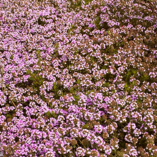 Timo Serpillo in fiore, timo vendita online, piante aromatiche vendita online, pianta tappezzante con fiori rosa e foglie profumate, ideale per bordure, aiuole e giardini rocciosi.