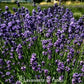 vendita lavanda angustifolia, vendita lavanda, lavanda melissa lillac, lavanda azzurra
