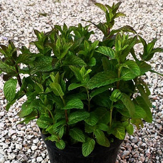 Menta piperita. Vendita menta piperita in vaso 14 cm,  è una varietà di menta con foglie ovali, un forte aroma mentolato e un gusto fresco. È utilizzata in cucina e in erboristeria per le sue proprietà aromatiche e terapeutiche.