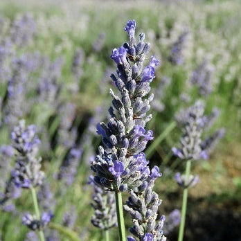 La Lavanda intermedia 'Hidcote Giant' è una varietà di lavanda nota per i suoi fiori di colore viola profondo e il suo profumo avvolgente. Questa pianta cresce in modo vigoroso ed è ideale per giardini e aiuole grazie alla sua bellezza ornamentale. 'Hidcote Giant' è una scelta popolare per colorare e profumare gli spazi esterni.