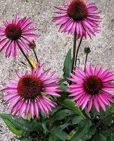 Echinacea Picabella (R) Vaso 16, 17 cm, altezza 50 cm, è una varietà di Echinacea, una pianta perenne appartenente alla famiglia delle Asteraceae. Questa varietà è nota per i suoi fiori di colore rosa brillante che sbocciano in estate. Le foglie di questa pianta sono verde scuro e hanno una forma allungata. Echinacea pianta vendita 
