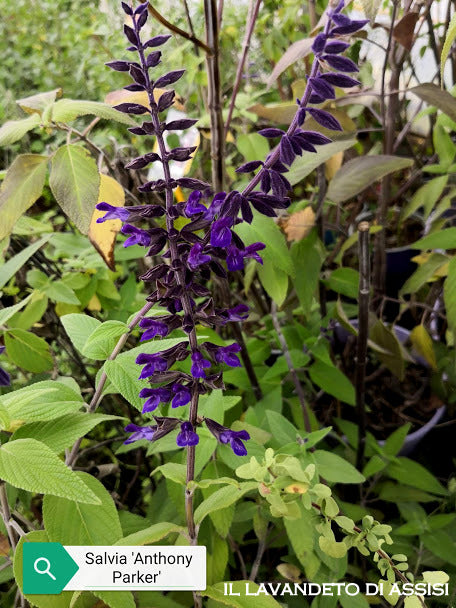  Salvia 'Anthony Parker', vendita Salvia 'Anthony Parker', Salvia 'Anthony Parker' vendita online, vendita piante online, vendita salvie da fiore, miglior sito salvie da fiore, salvie ornamentali vendita online